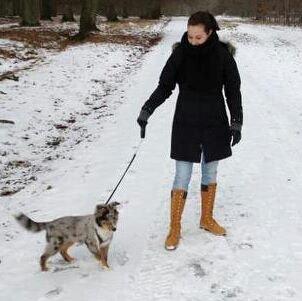 Shetland sheepdog Alvin - På tur i dyrehaven billede 23