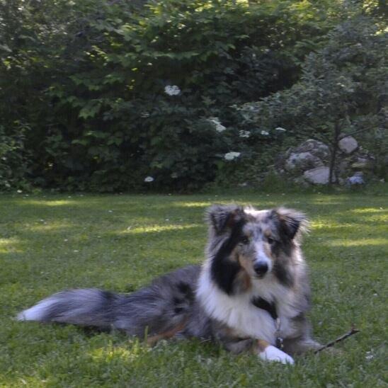 Shetland sheepdog Alvin - Smukke Alvin 9 ½ mrd, her på besøg hos Kennelen. billede 1