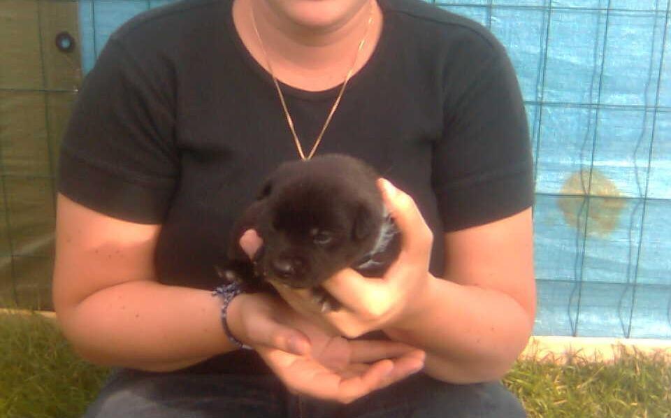 Sort spids Kenzo - Lykkens Frej - 14 dage gammel billede 1