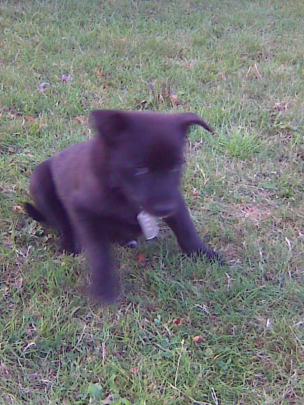 Sort spids Kenzo - Lykkens Frej billede 3