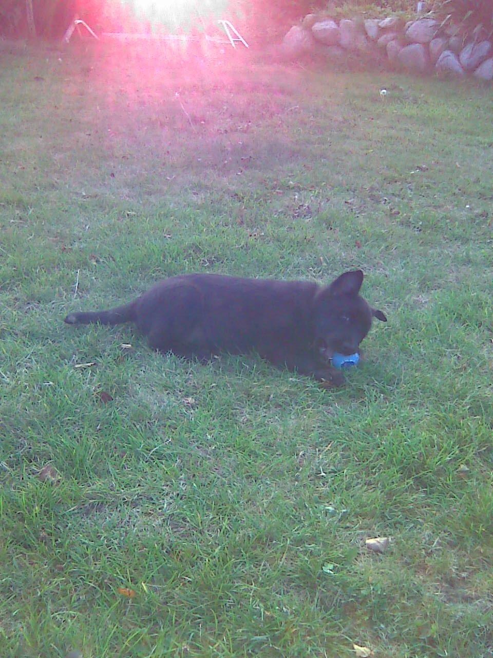 Sort spids Kenzo - Lykkens Frej billede 4