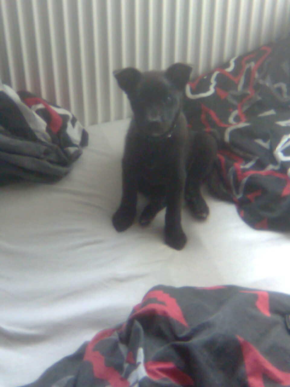 Sort spids Kenzo - Lykkens Frej billede 5