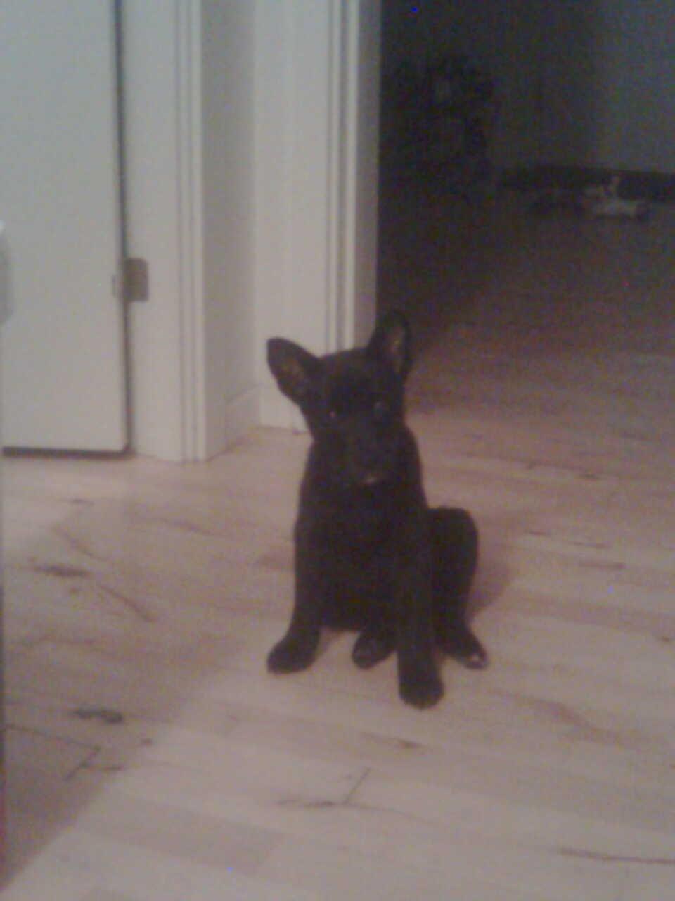 Sort spids Kenzo - Lykkens Frej billede 6