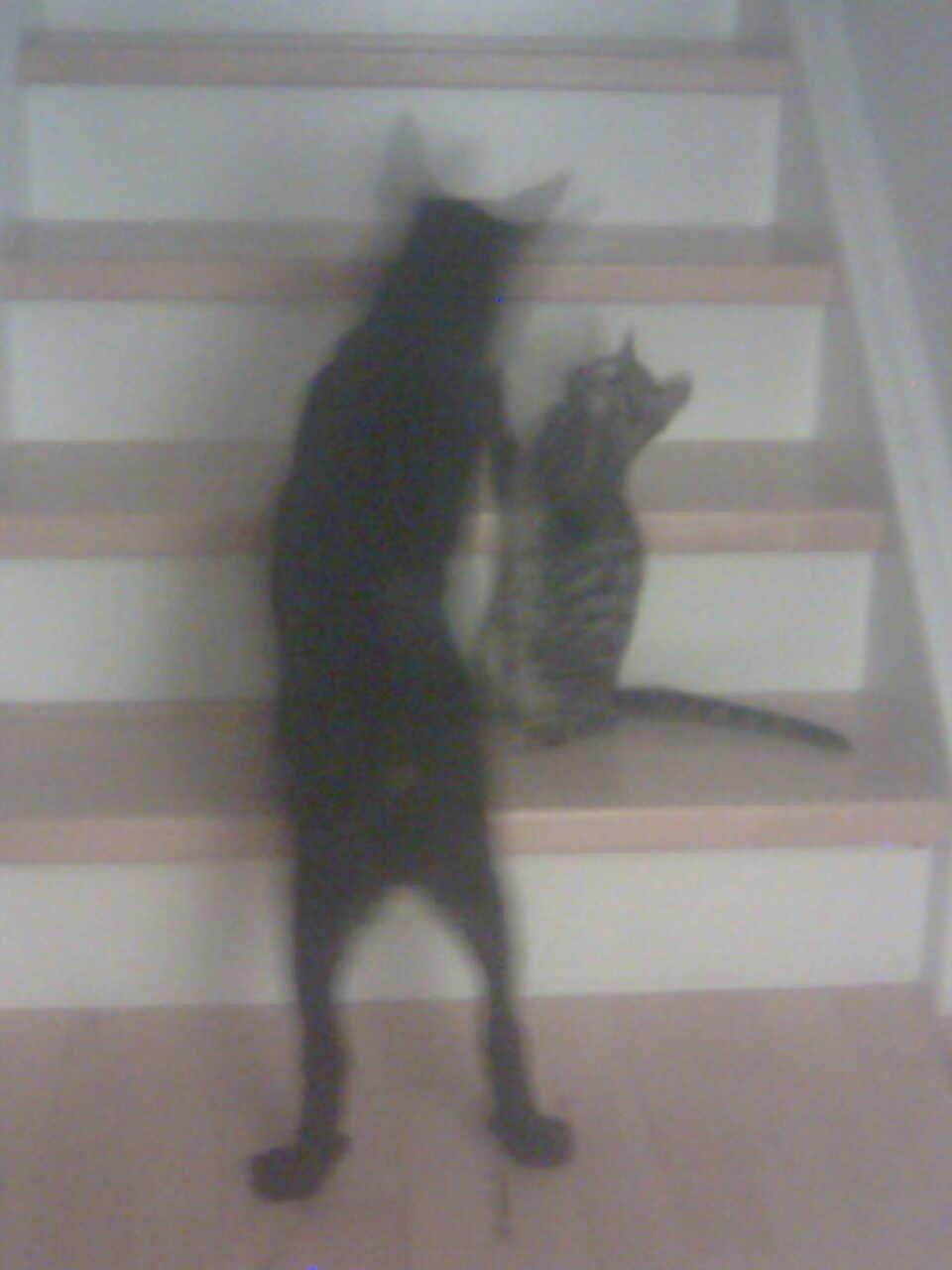 Sort spids Kenzo - Lykkens Frej billede 7