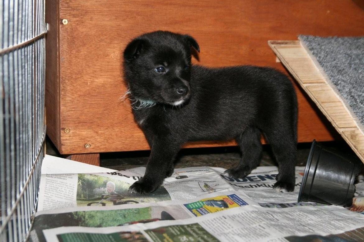 Sort spids Kenzo - Lykkens Frej billede 2