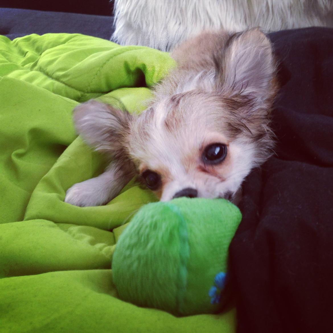 Chihuahua Milo [RIP] billede 14