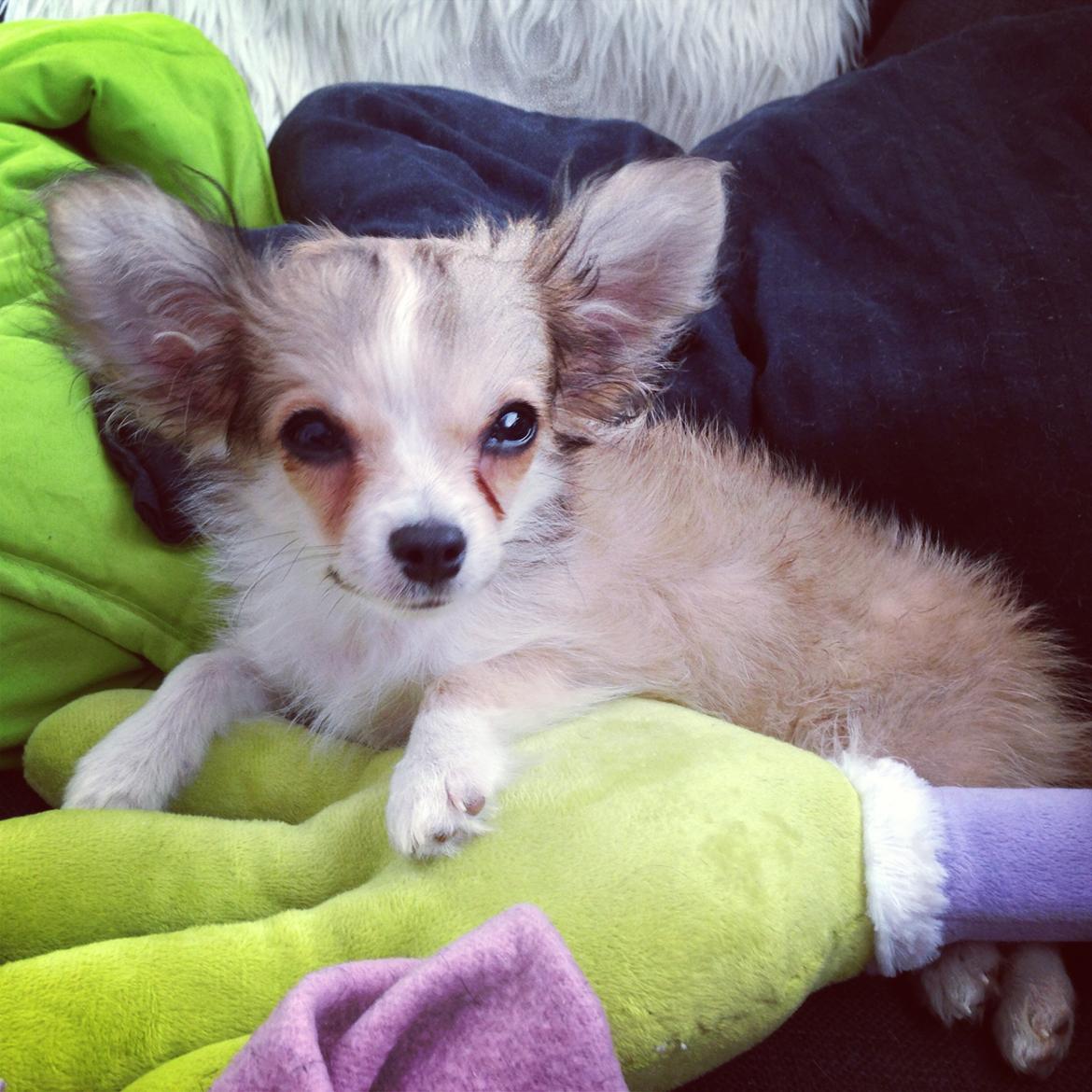 Chihuahua Milo [RIP] billede 15