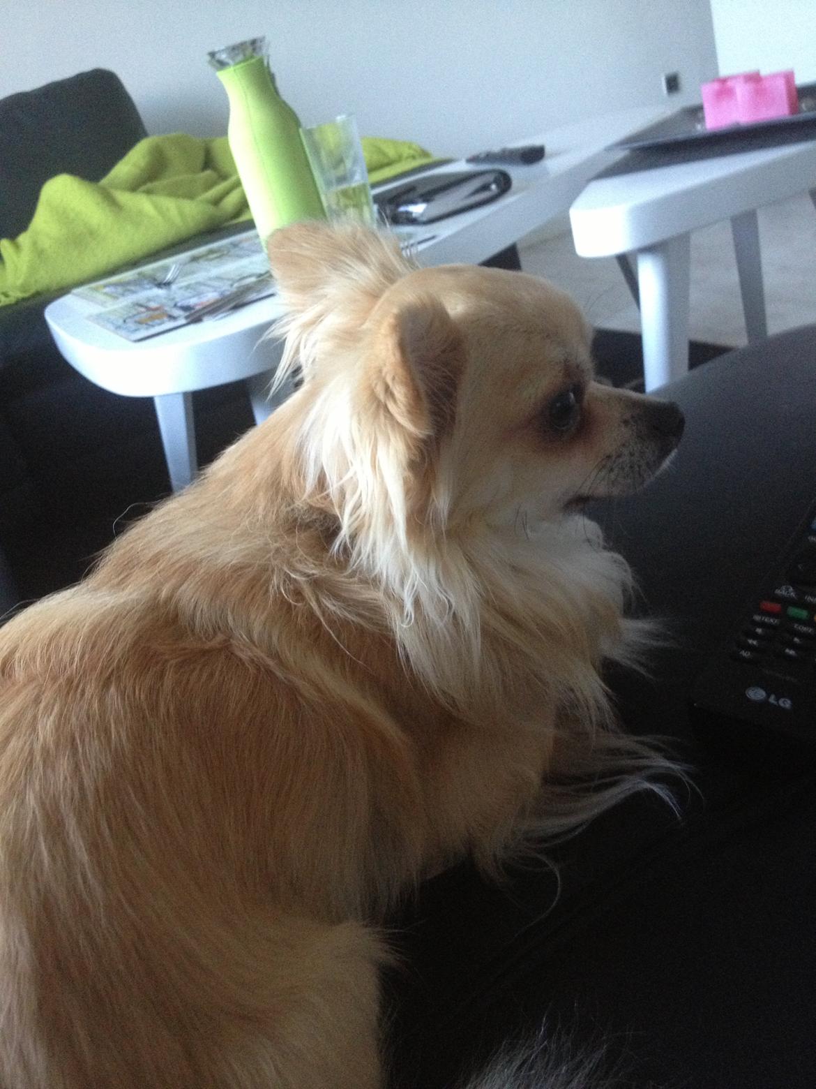 Chihuahua "Big" Mac billede 20