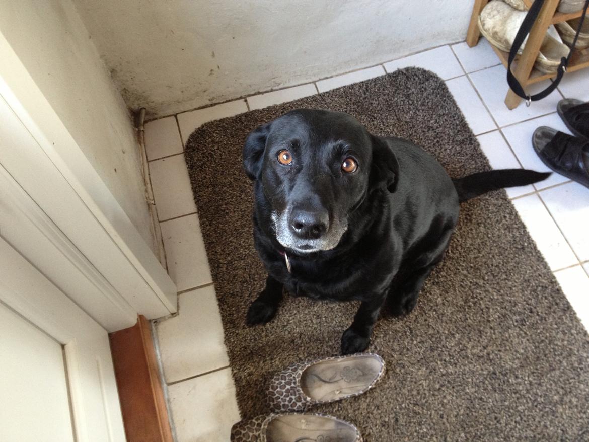 Labrador retriever Bella billede 4