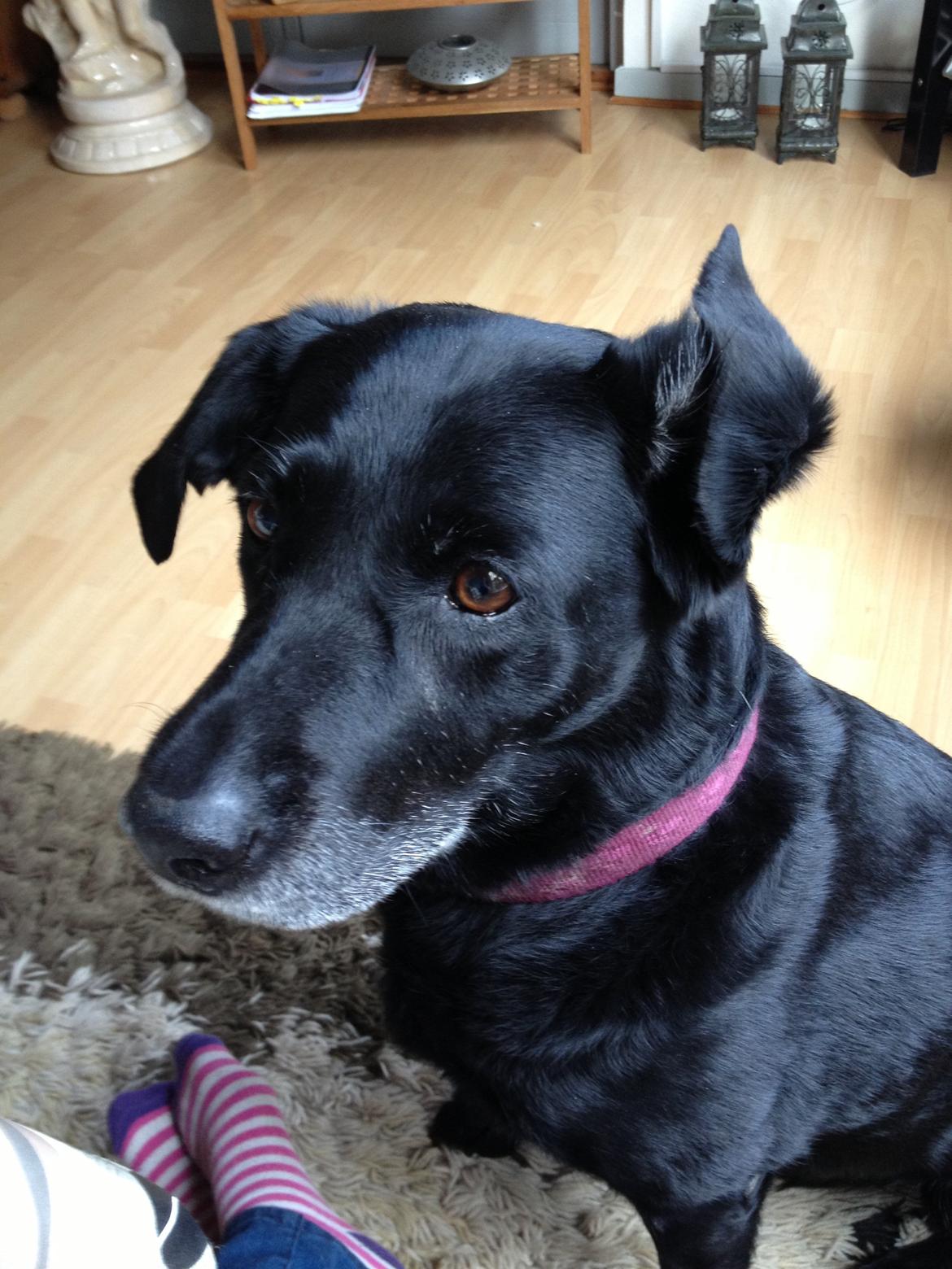 Labrador retriever Bella billede 5