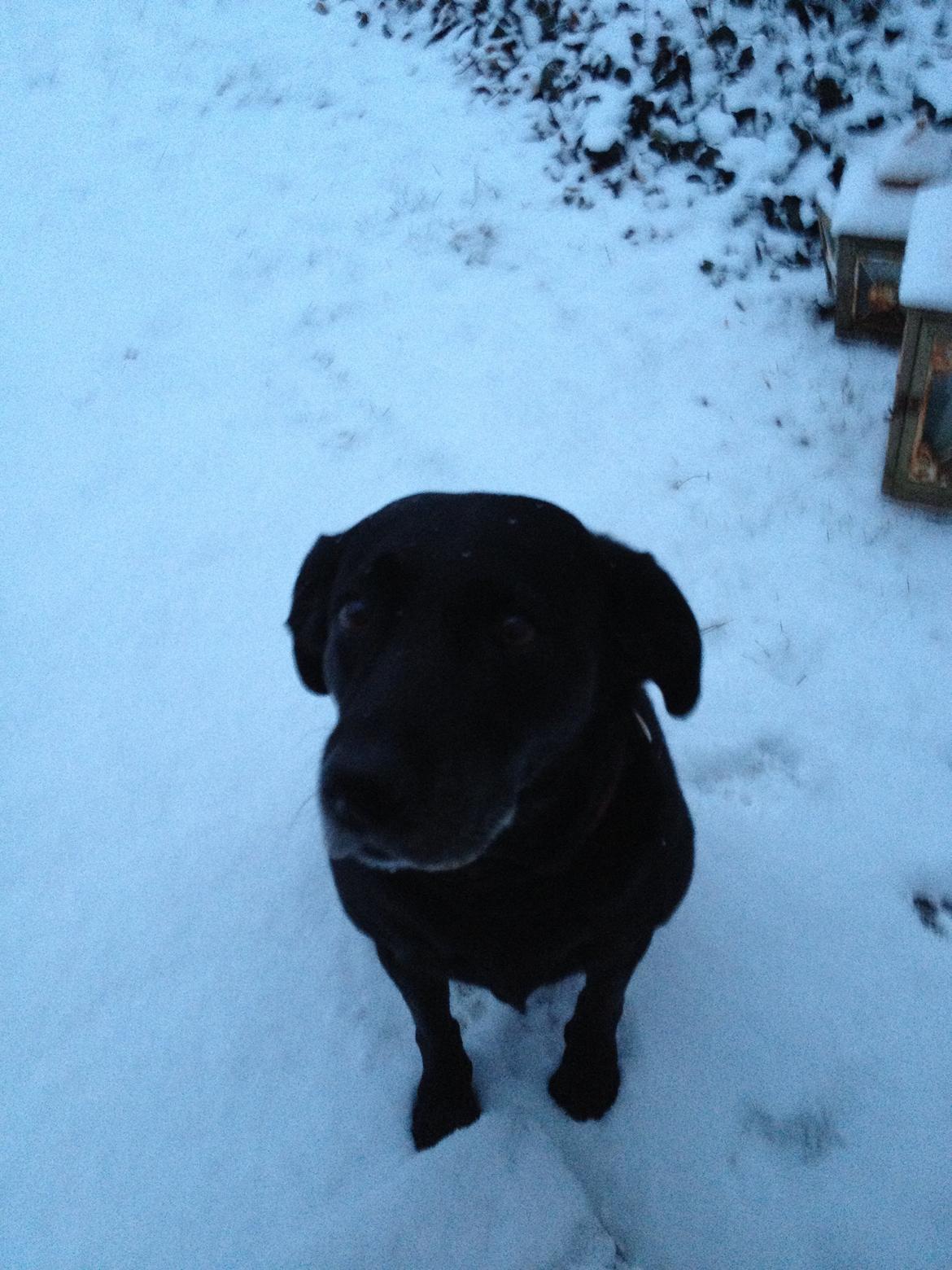 Labrador retriever Bella billede 6