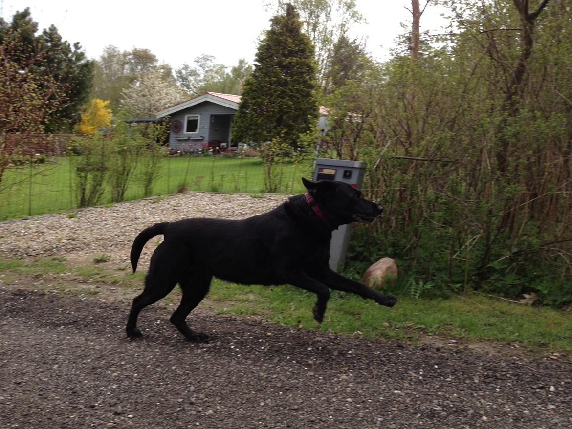 Labrador retriever Bella billede 7