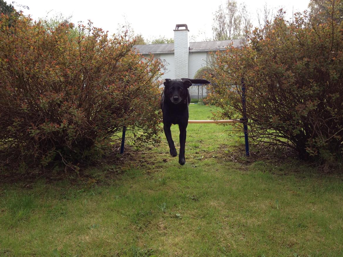 Labrador retriever Bella billede 8