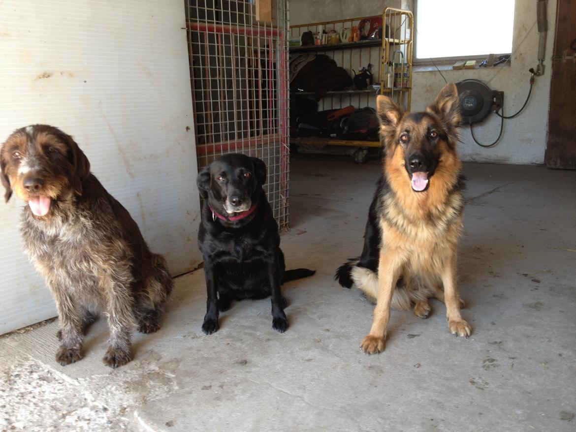 Labrador retriever Bella billede 9