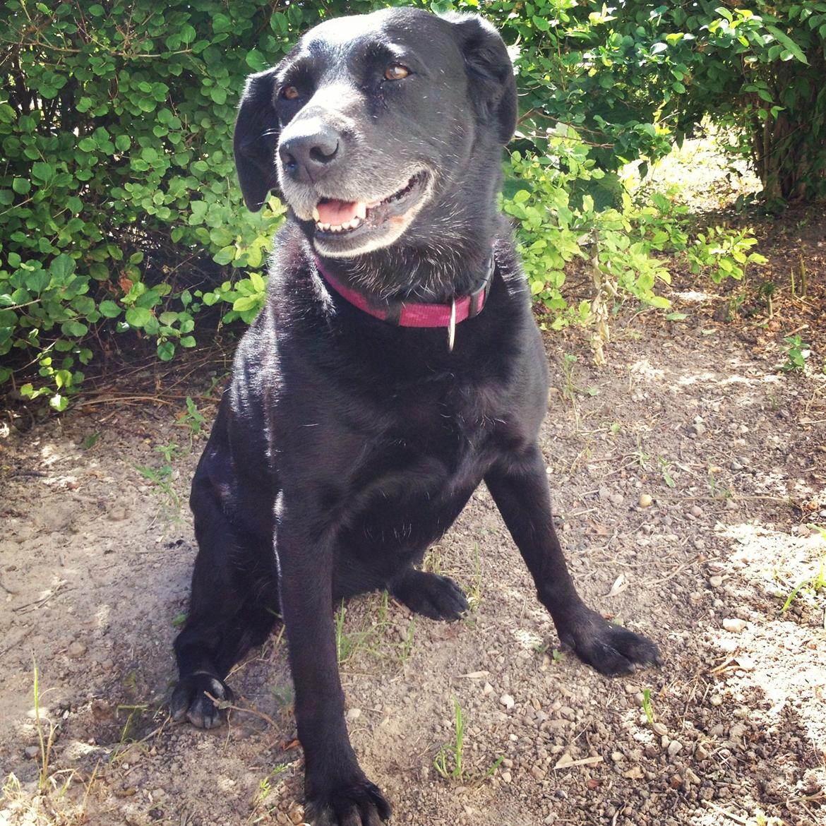 Labrador retriever Bella billede 10