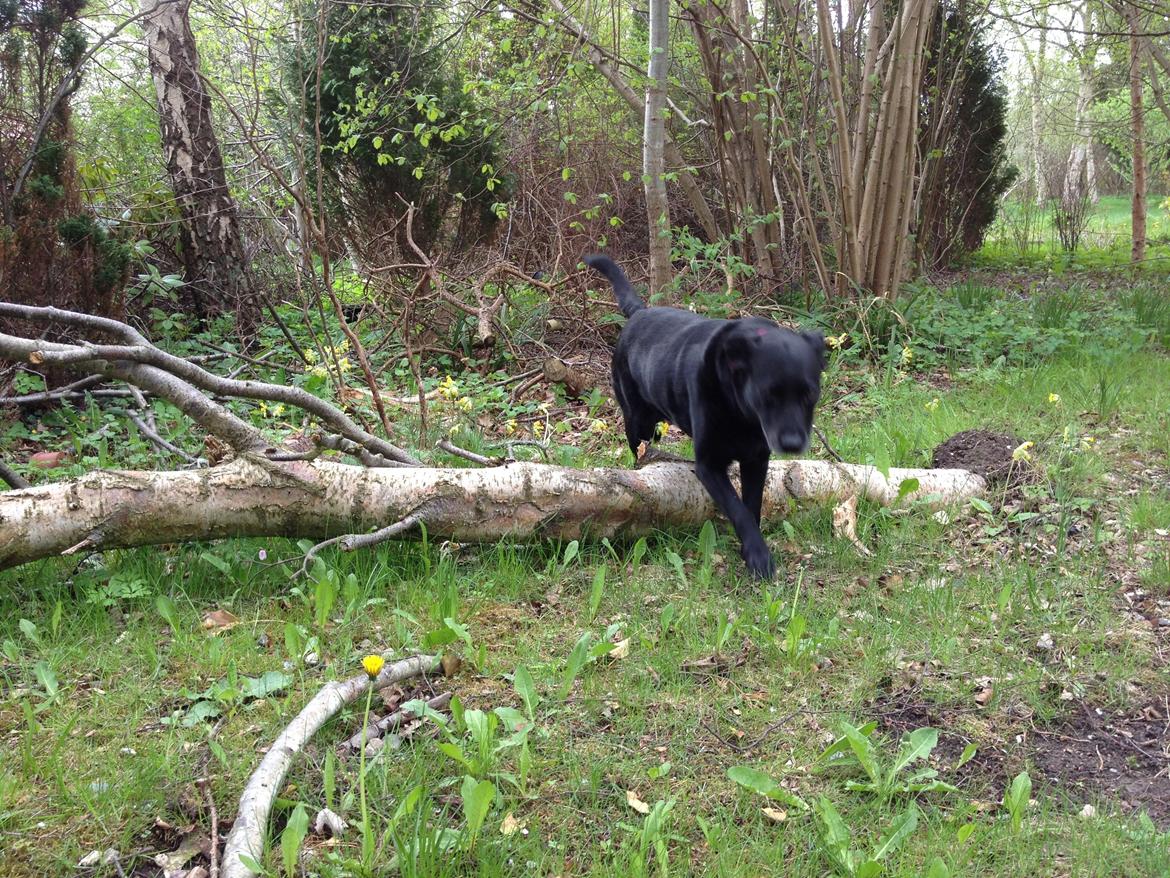 Labrador retriever Bella billede 11
