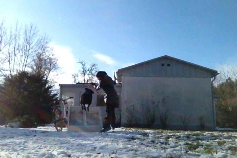 Labrador retriever Bella billede 12