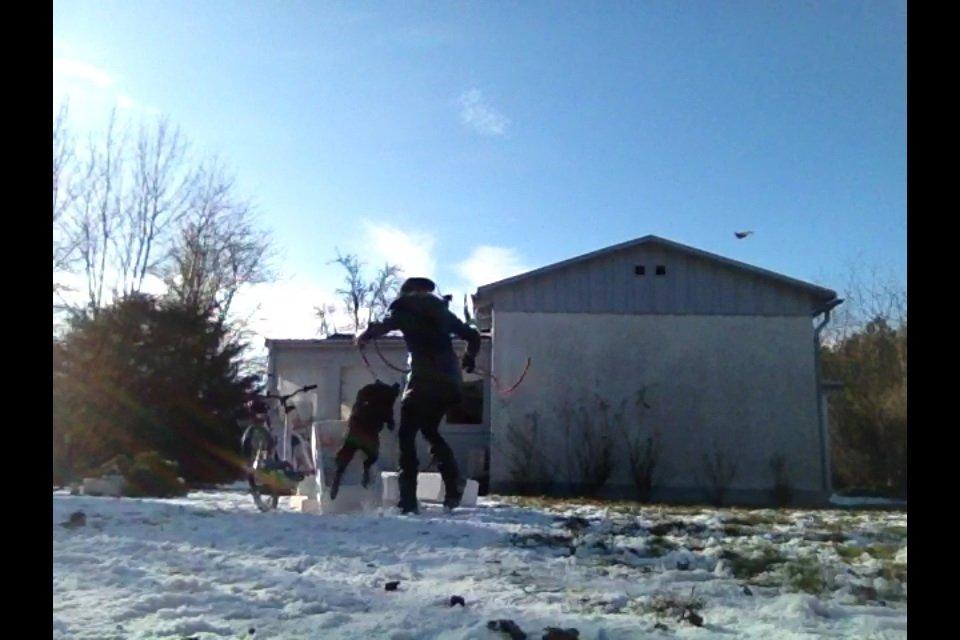 Labrador retriever Bella billede 13