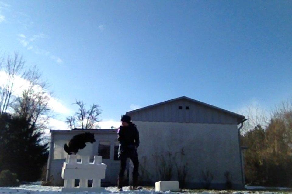 Labrador retriever Bella billede 14