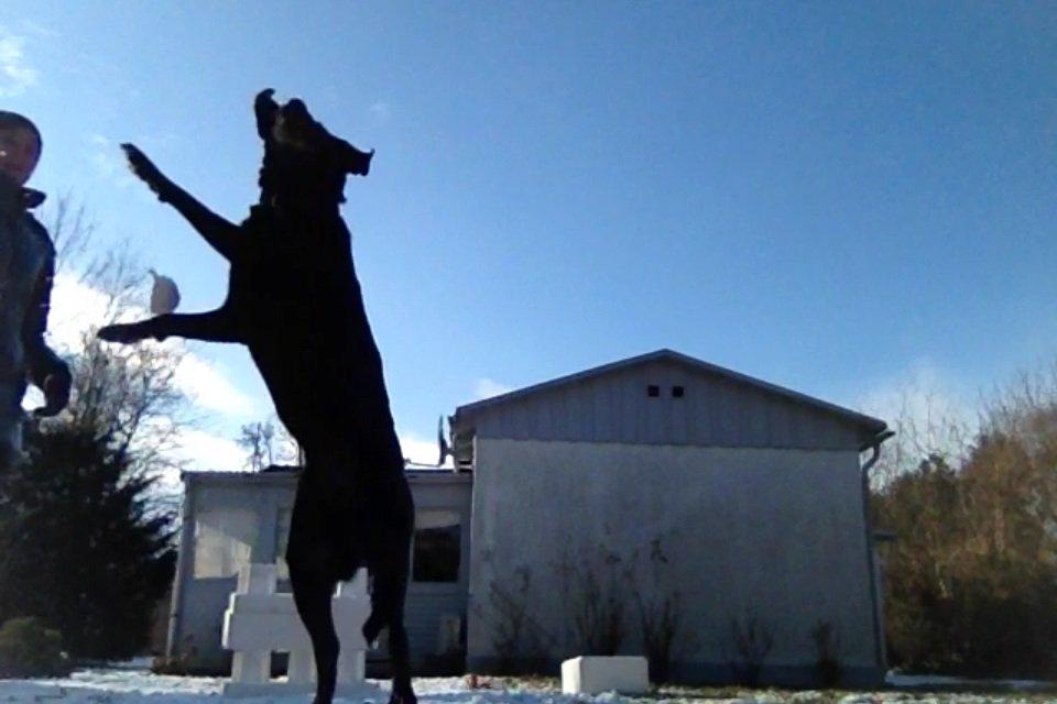 Labrador retriever Bella billede 15