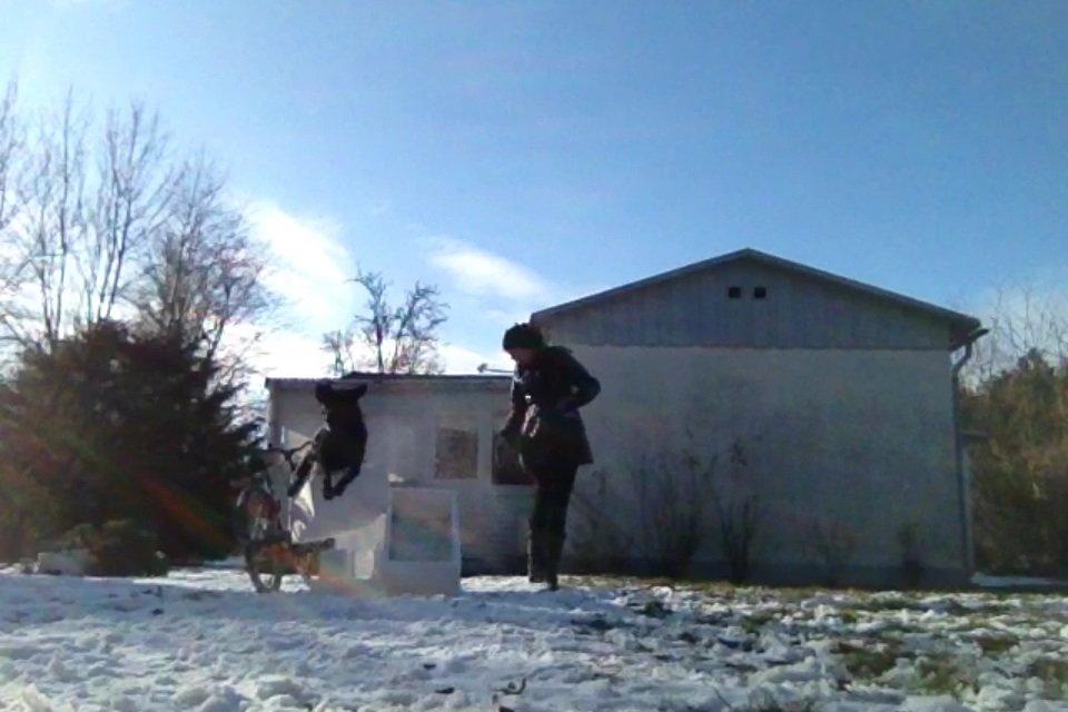 Labrador retriever Bella billede 16