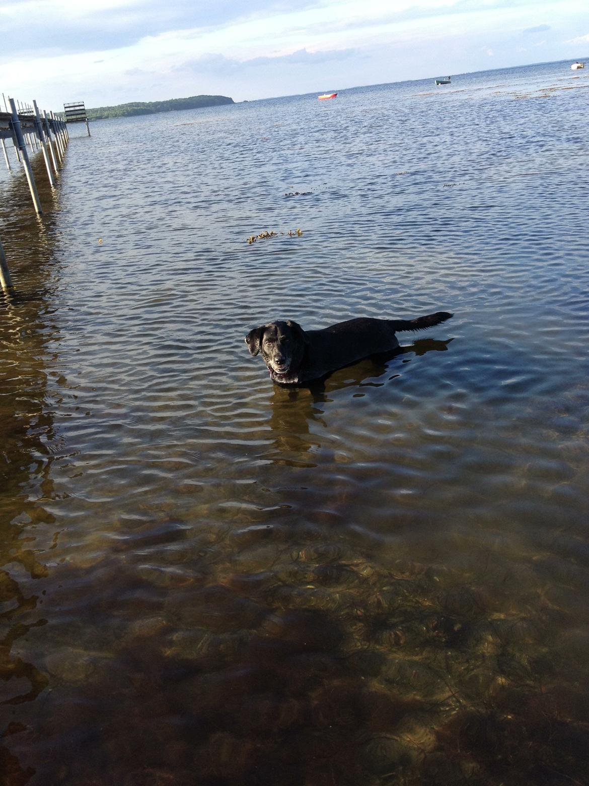 Labrador retriever Bella billede 17