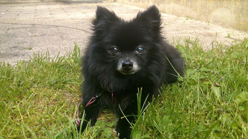 Pomeranian Futte R.I.P - Futte  billede 1