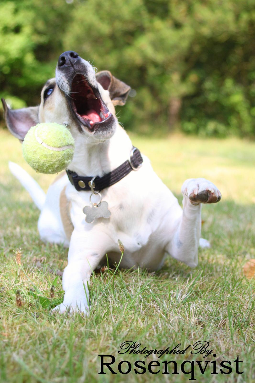 Dansk svensk gaardhund Lulu billede 3