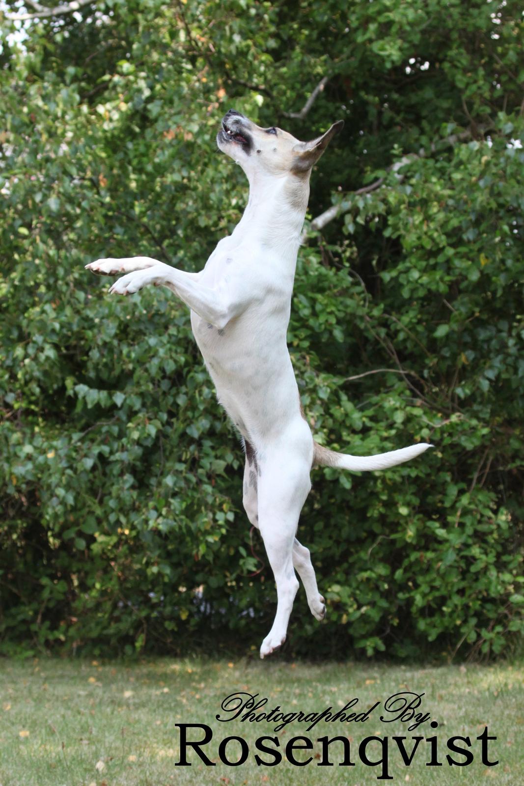 Dansk svensk gaardhund Lulu billede 17