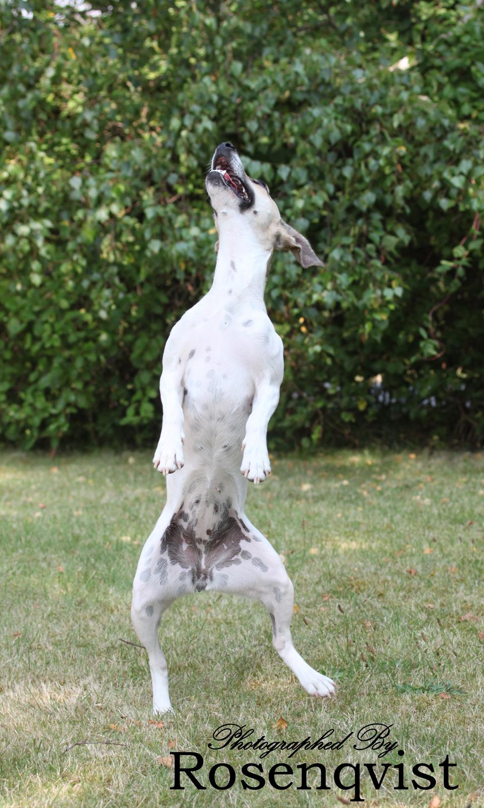 Dansk svensk gaardhund Lulu - Line Dance billede 5