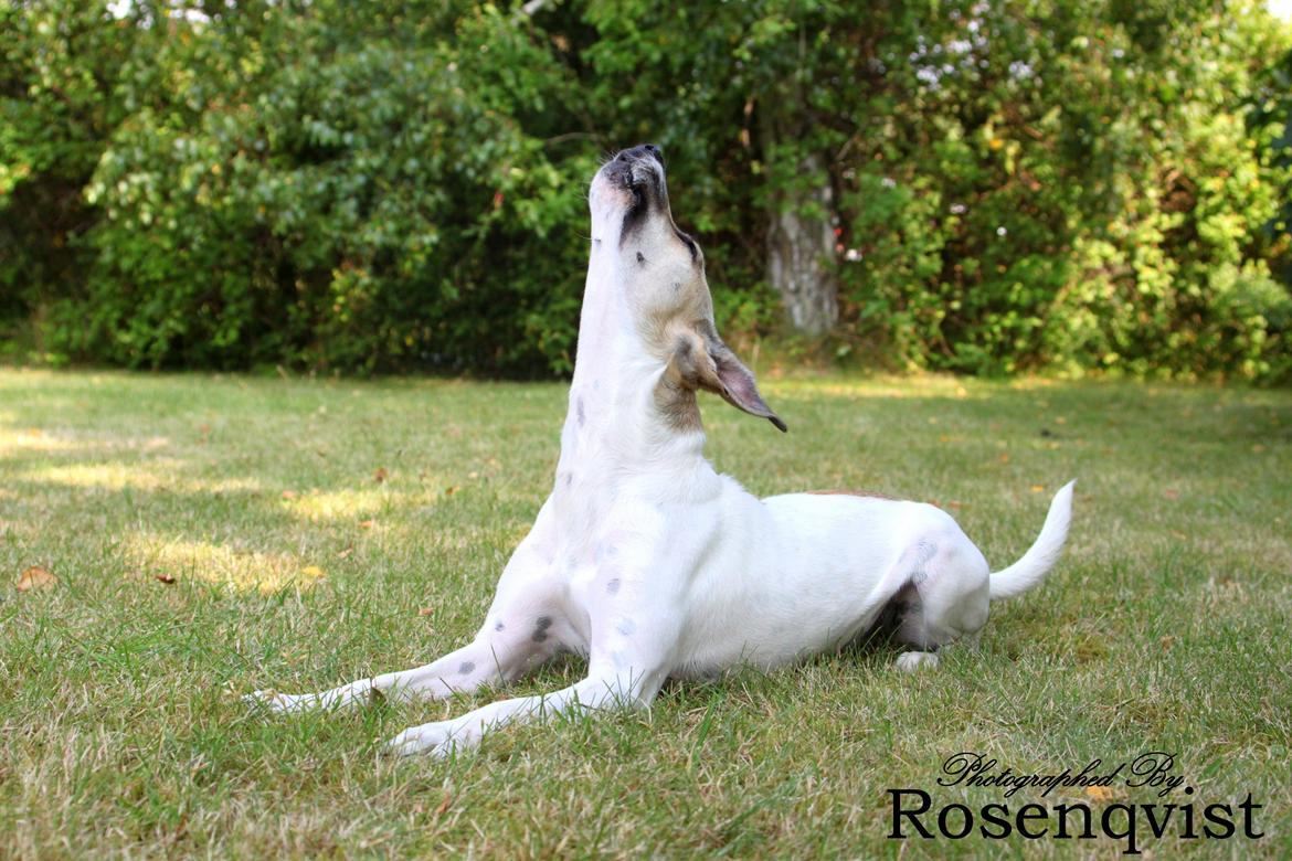 Dansk svensk gaardhund Lulu billede 18