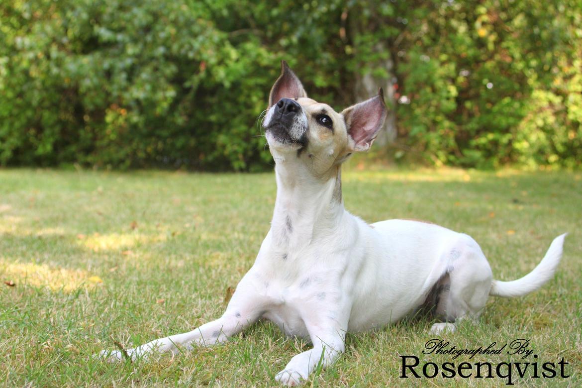 Dansk svensk gaardhund Lulu - Velkomme til Lulu's profil tag et kig på hendes billeder smide en kommentar og bedømmelse og stem i hendes udfordringer. Vi kigger selvfølelig tilbage :) billede 1