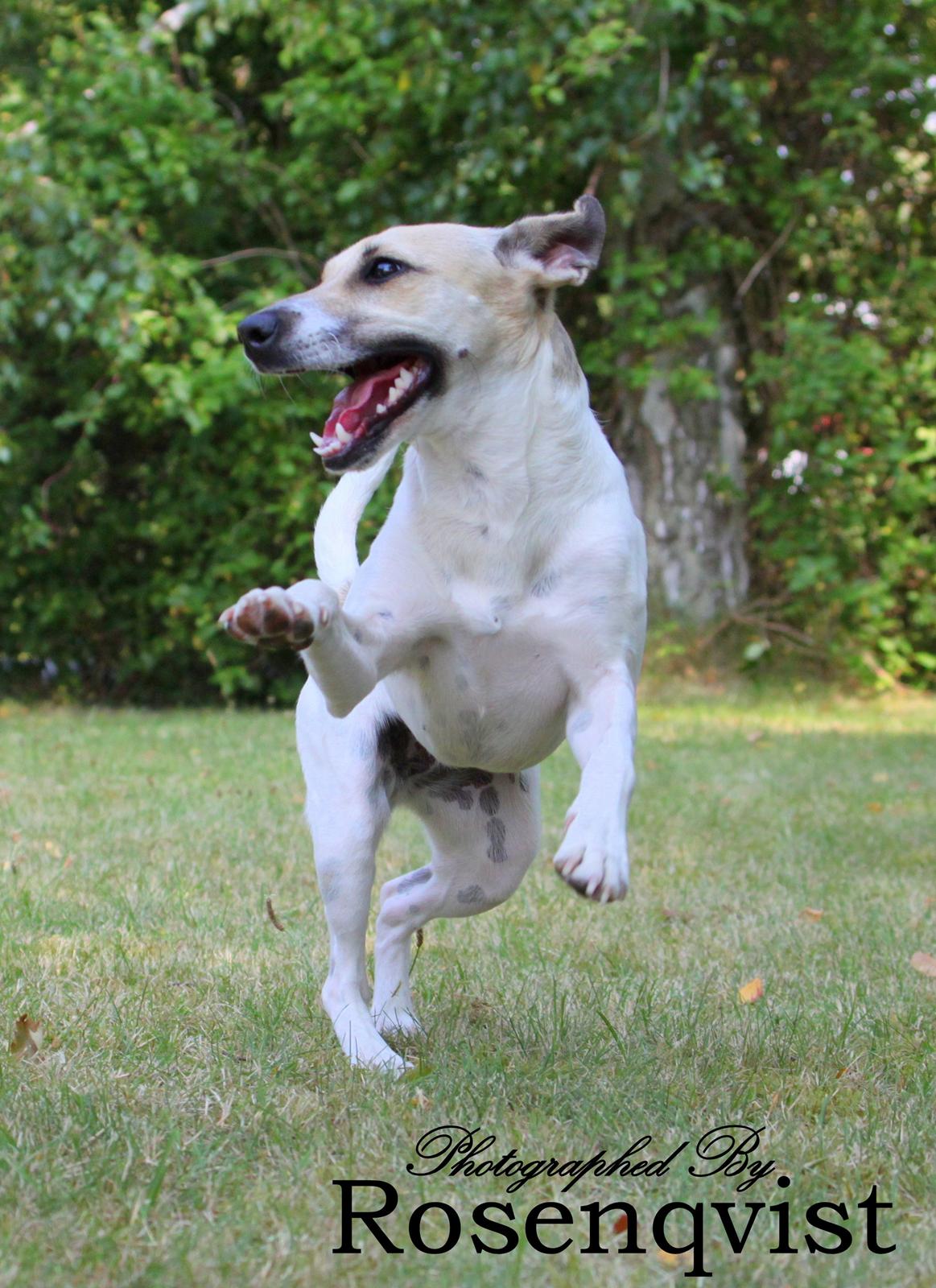 Dansk svensk gaardhund Lulu billede 9