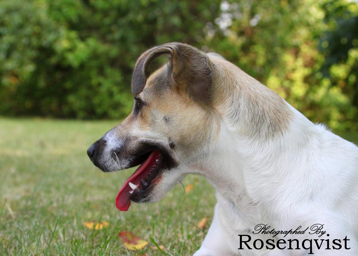 Dansk svensk gaardhund Lulu billede 19