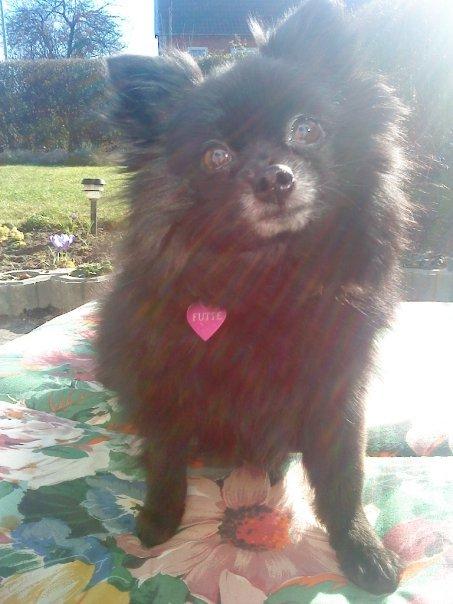 Pomeranian Futte R.I.P - Gammel billede af min gamle dame ;o) billede 2