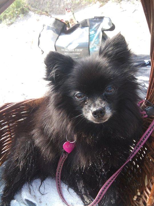 Pomeranian Futte R.I.P - en tur på stranden ;o) billede 4