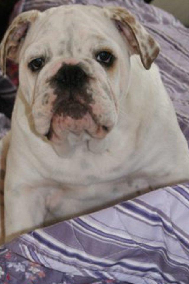 Engelsk bulldog Erling - 16 uger gammel. billede 2