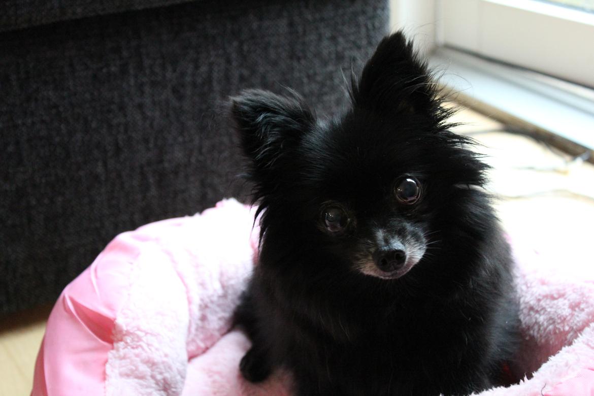 Pomeranian Futte R.I.P billede 5