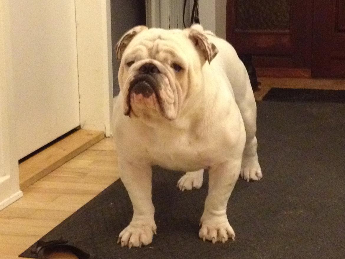 Engelsk bulldog Erling billede 3