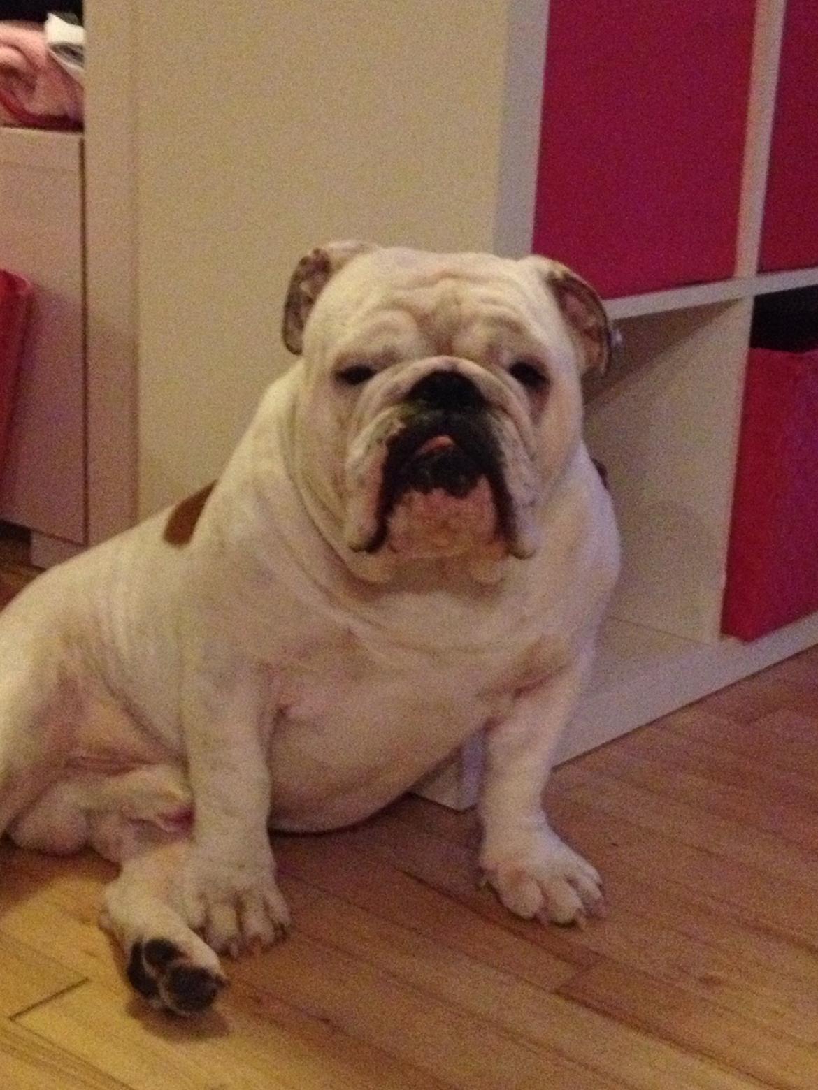 Engelsk bulldog Erling - Poserer lige for kameraet :-) billede 1