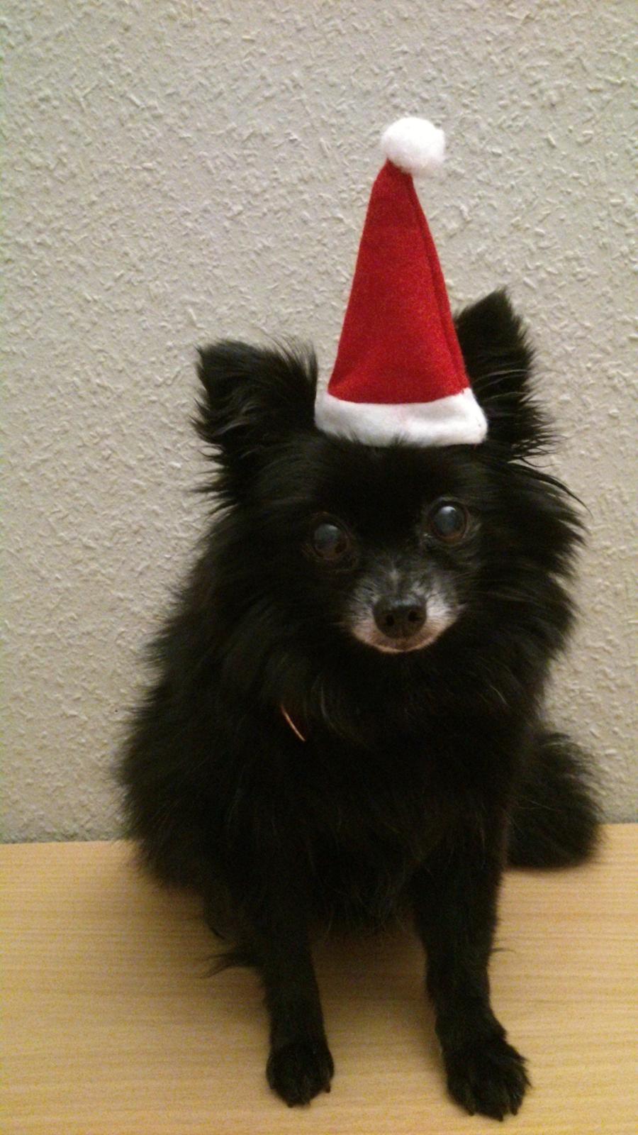 Pomeranian Futte R.I.P - Futte med nissehue julen 2012 ;o) billede 6