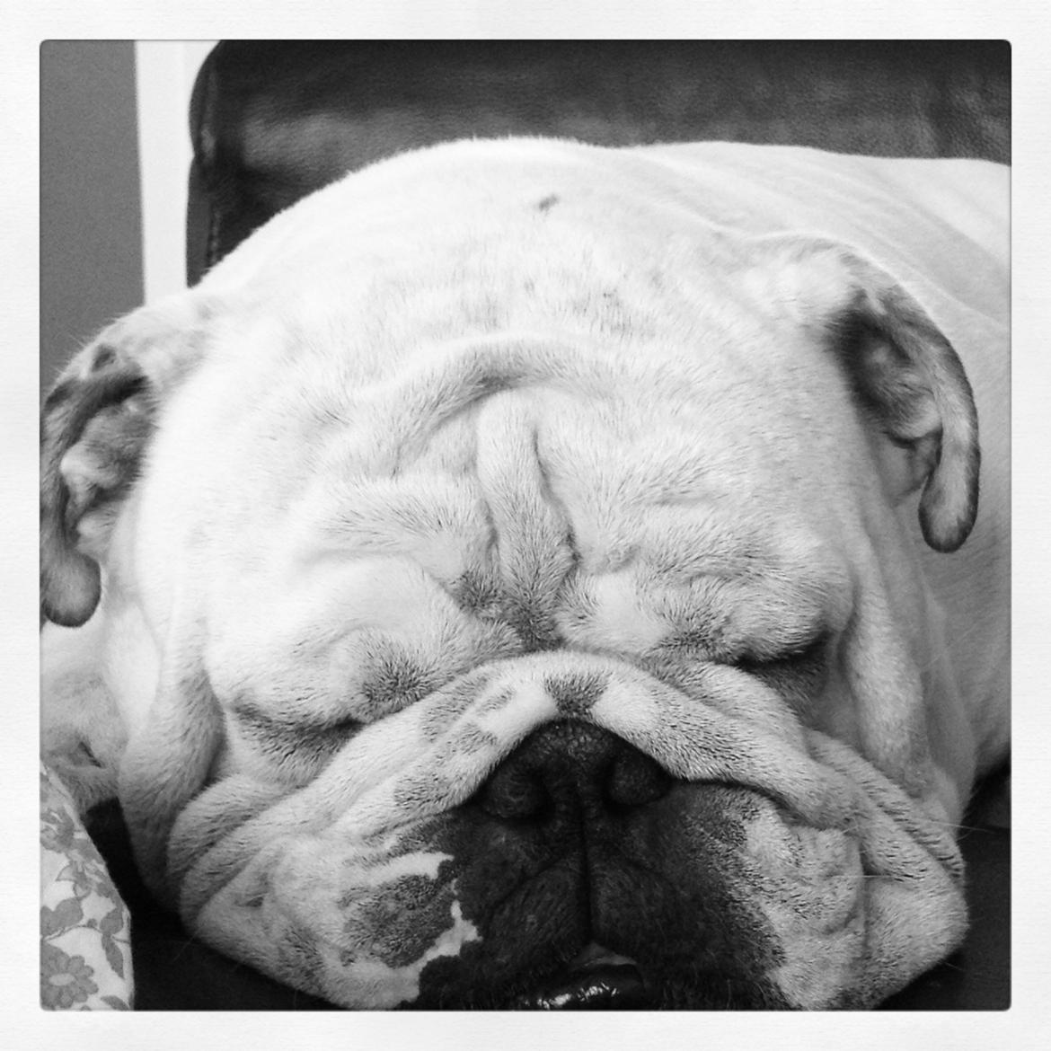 Engelsk bulldog Erling billede 4