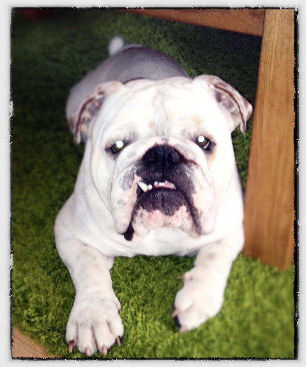 Engelsk bulldog Erling billede 5