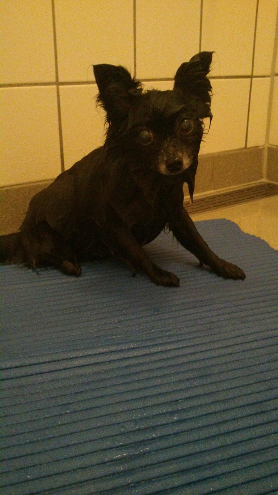 Pomeranian Futte R.I.P - Futte efter en tur i bad ;o) det er hun ikke glad for. :o) billede 7