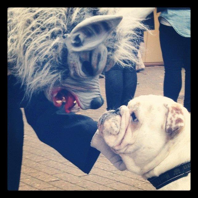 Engelsk bulldog Erling - Skønheden og udyret.  billede 6