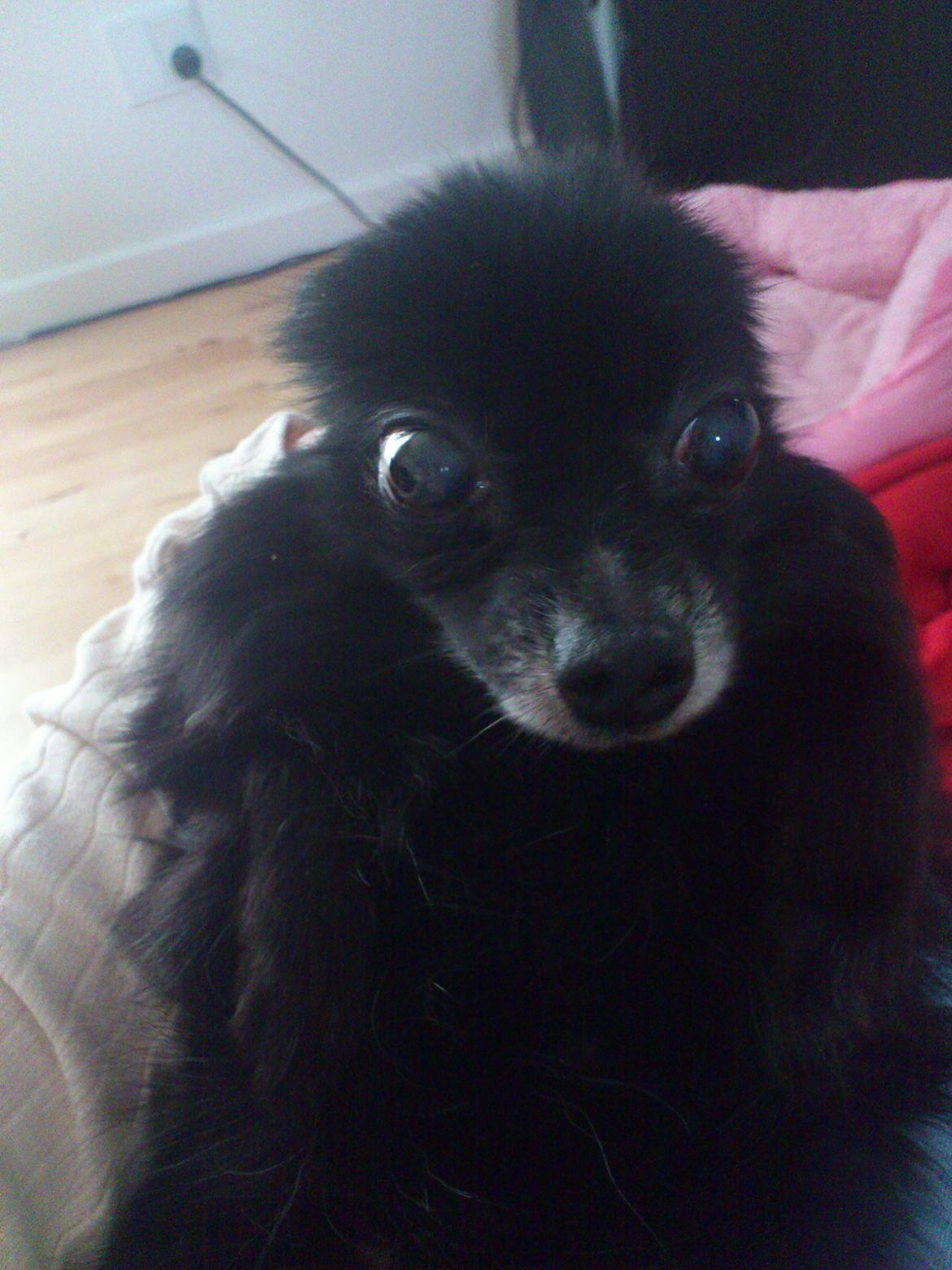 Pomeranian Futte R.I.P - Futte-alien ;o) billede 8