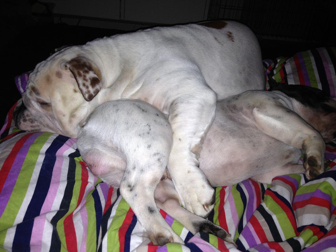 Engelsk bulldog Erling - Du går ingen steder brormand!! billede 7