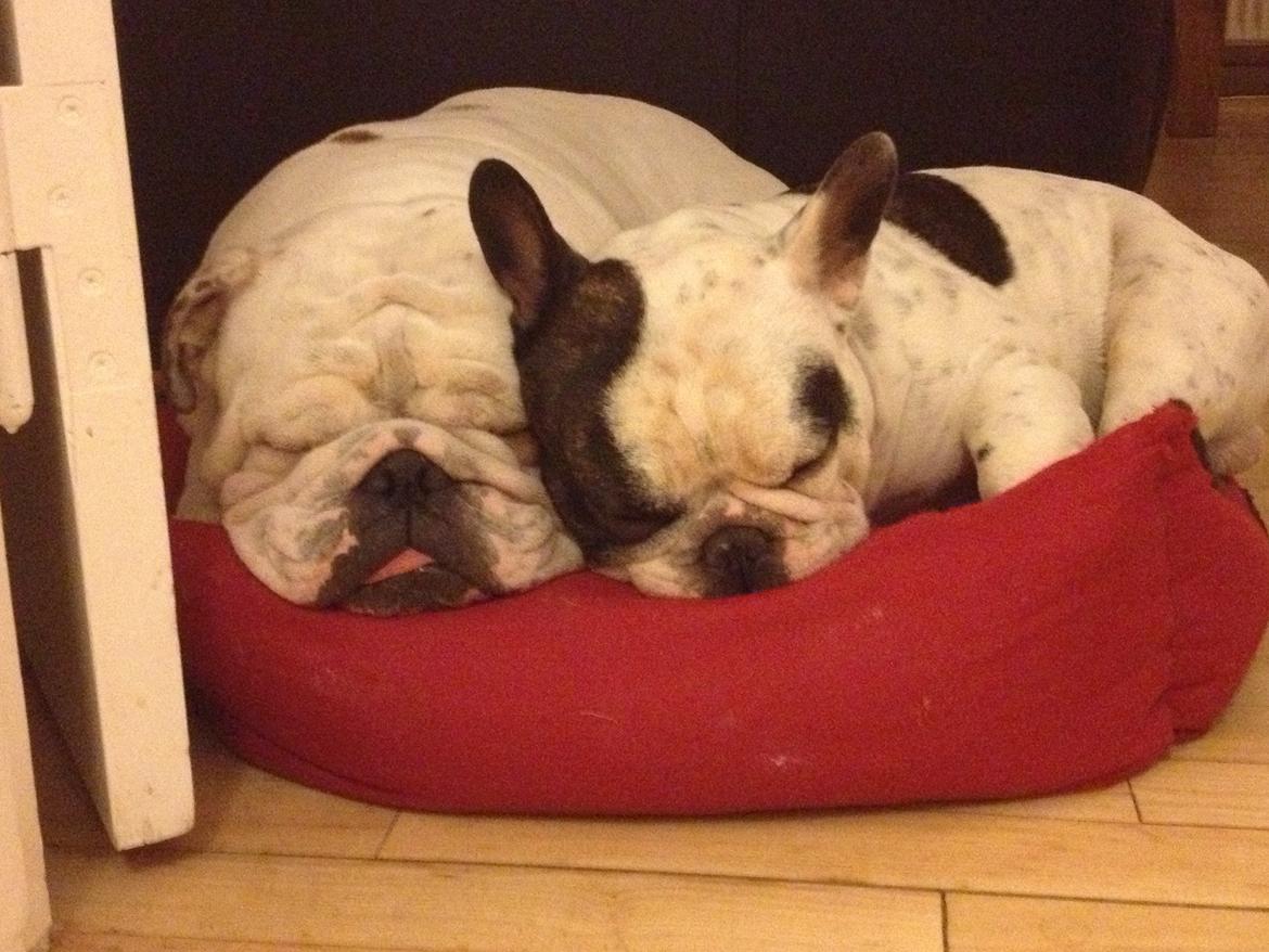 Engelsk bulldog Erling - Mine basser <3 billede 8