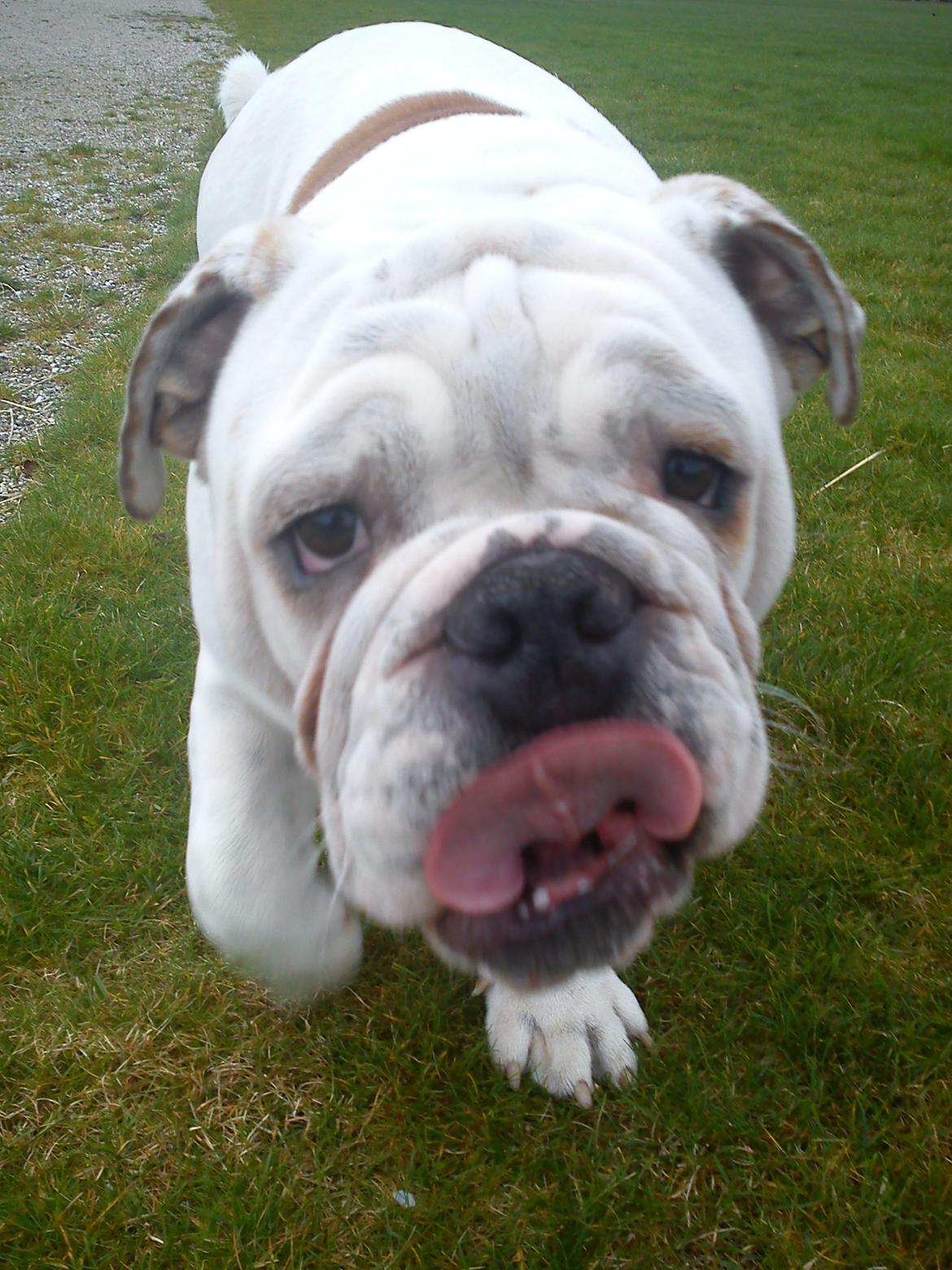 Engelsk bulldog Erling billede 9