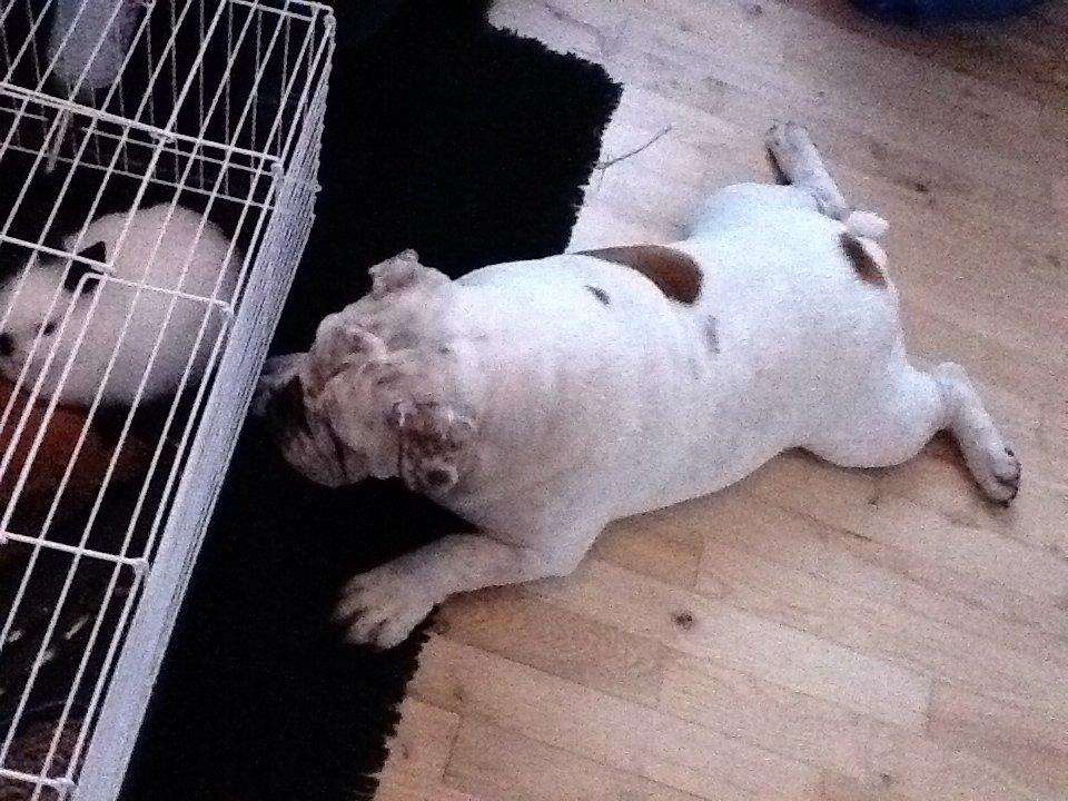 Engelsk bulldog Erling - Hvad er det for et dyr i det bur??? Og så var bulldoggen optaget den næste times tid :-D billede 10